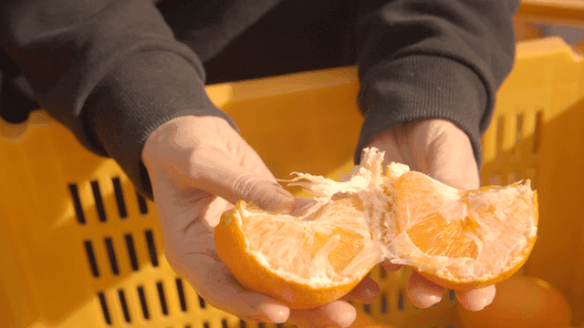 Hands peeling fresh tangerines