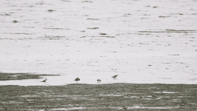 새들이 먹이를 찾아 드는 진흙 해변