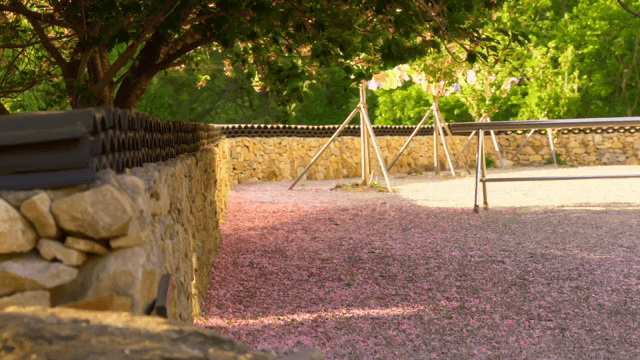 Sunny stone path covered with fallen cherry blossom petals