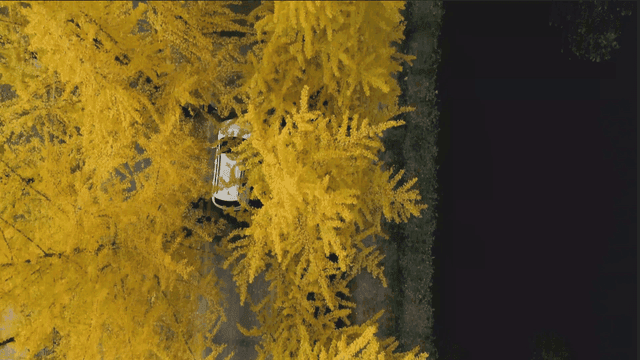 은행나무가 늘어선 도로를 달리는 차