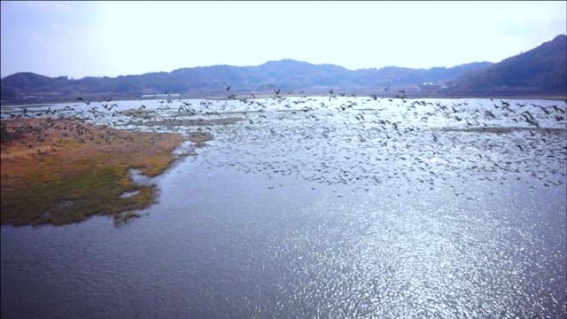 Flock of Birds Flying Low Over Water