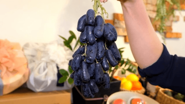 신선한 블랙 사파이어 포도를 들고 있는 모습