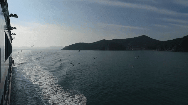 Ship sailing with seagulls on the sea