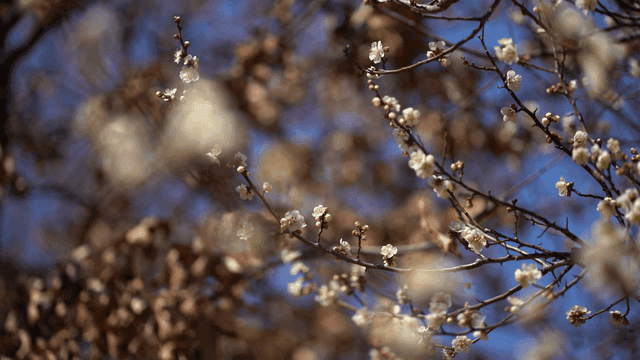 Small flower on branch blooming in spring sunshine