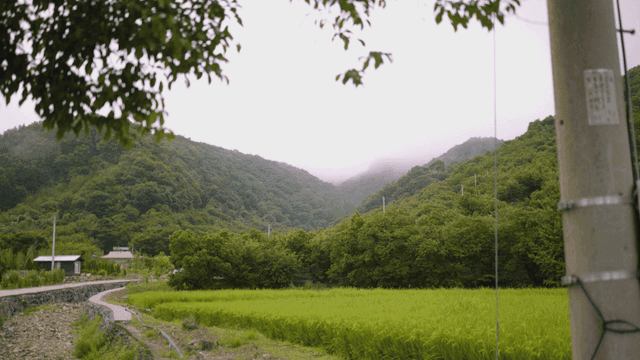 Scenery of green mountains and abundant rice fields