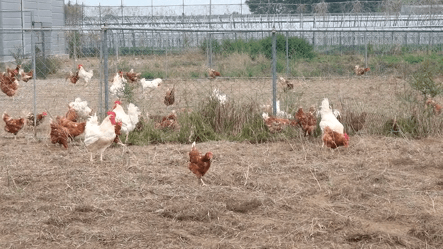 울타리 안 농장에서 돌아다니는 닭들