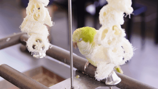 나무 횟대에 앉아 쉬고 있는 작은 녹색 앵무새