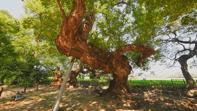 Large tree with sprawling branches