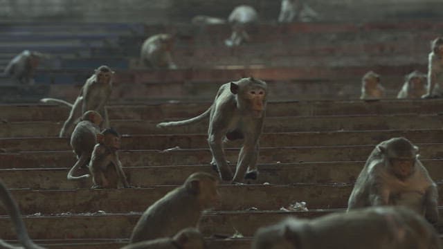 Monkeys Gathering on Sunlit Stone Steps