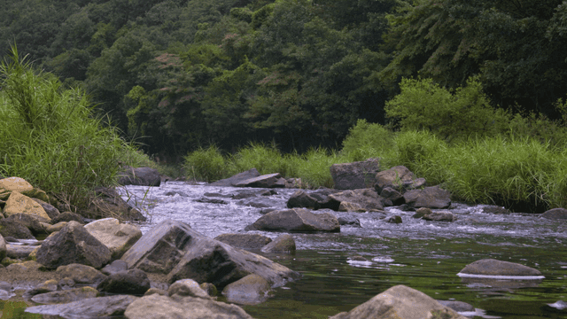 Quiet river flowing through forest
