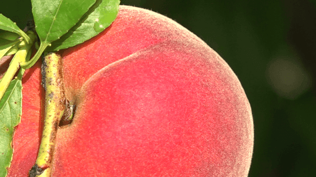 아주 빨갛게 익은 복숭아 열매