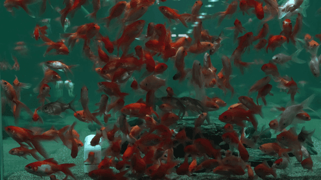 School of goldfish filling fish tank