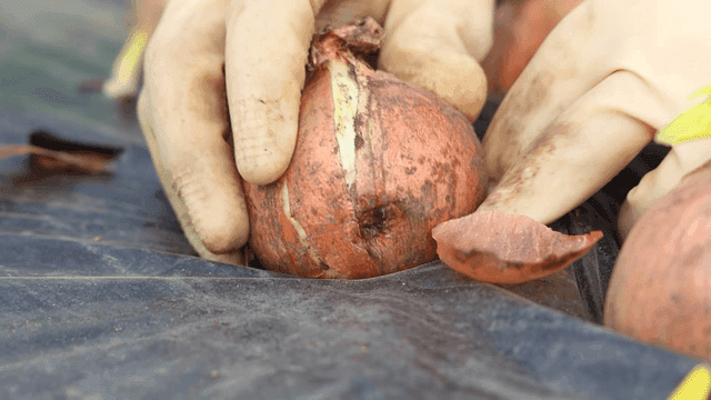 Onions planted in soil