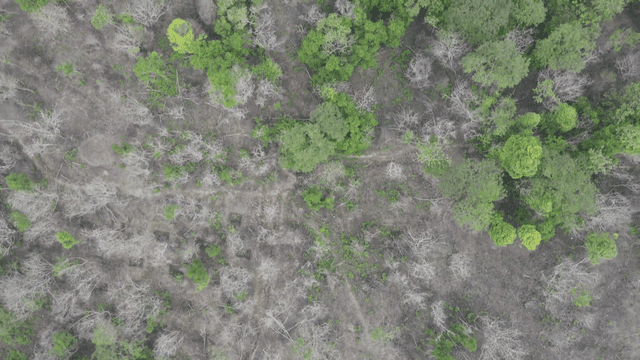 Aerial view of a forest with sparse trees