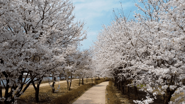 Cherry blossom trees lining a pathway