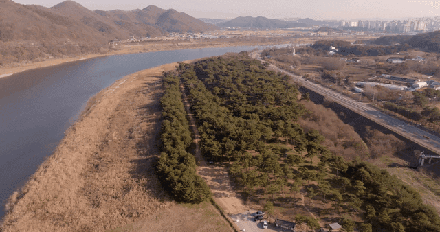 A forest near a river with distant mountains