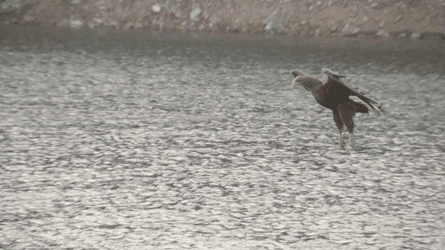 Eagle catching prey in a calm lake