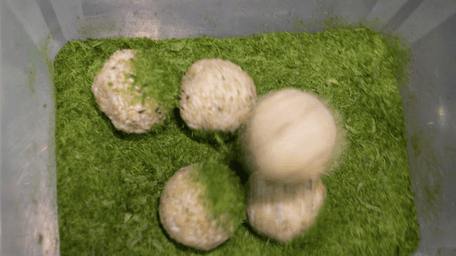 Round rice falling into container filled with seaweed powder