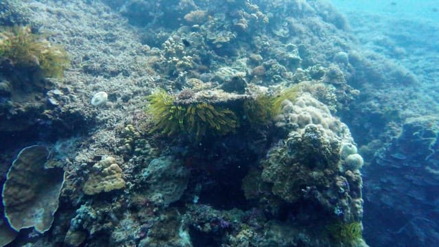 Underwater coral reef with diverse marine life