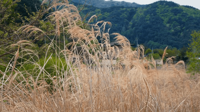 산 풍경 속에서 흔들리는 갈대