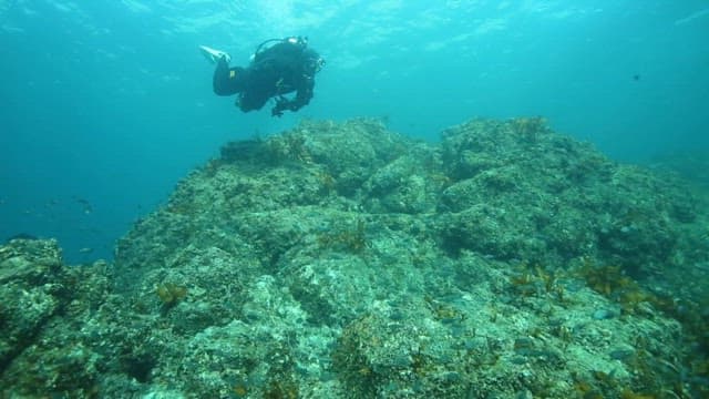 Diver Exploring Underwater Coral Reef