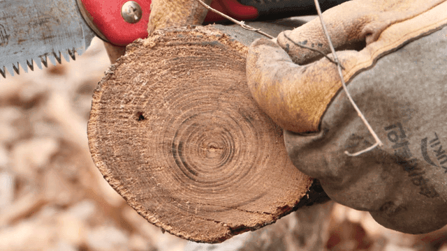 톱을 갖다 대며 나무를 설명하는 사람