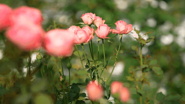 Pink roses blooming in a garden