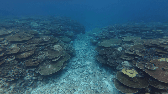 Diver exploring vibrant coral reef