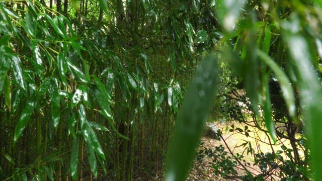 Rain-soaked bamboo grove on a quiet morning