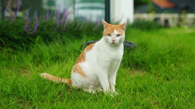 Outdoor cat sitting on green grass