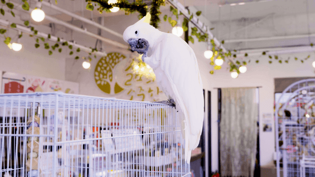 앵무새 카페 새장 위에 앉아 부리로 발톱을 다듬는 앵무새