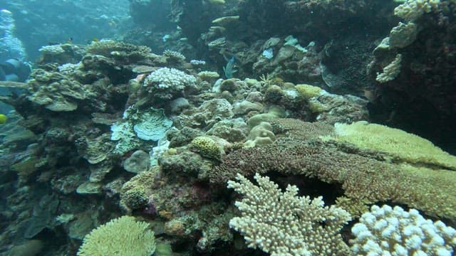 Colorful coral reef with blue fish swimming