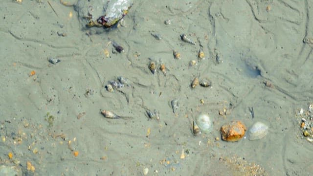 Seashells and Crabs on Mudflat