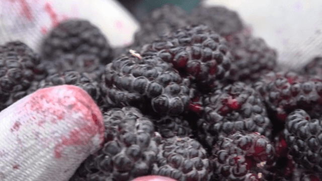 Freshly picked black raspberry in gloved hands