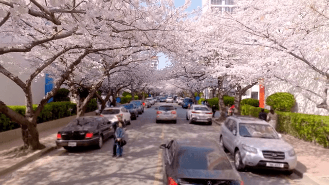 아파트 단지 거리를 따라 핀 벚꽃