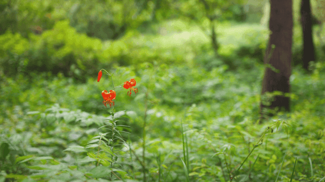 푸른 숲 속의 선명한 주황색 꽃