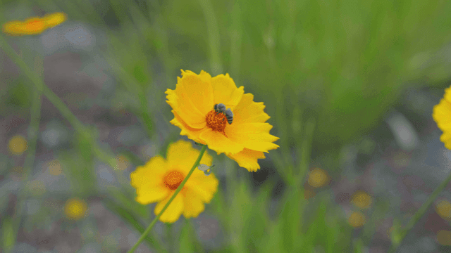 밝은 노란 꽃 위의 벌