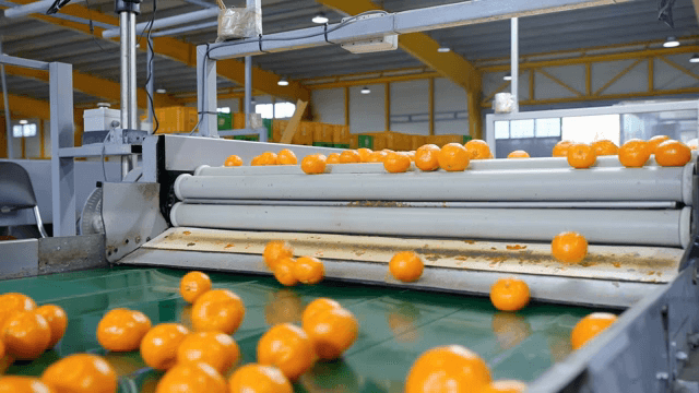공장에서 컨베이어 벨트 위의 귤