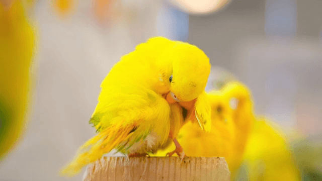 노란 앵무새가 깃털을 다듬는 모습