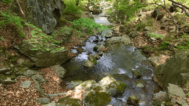 바위가 있는 고요한 숲 속 개울