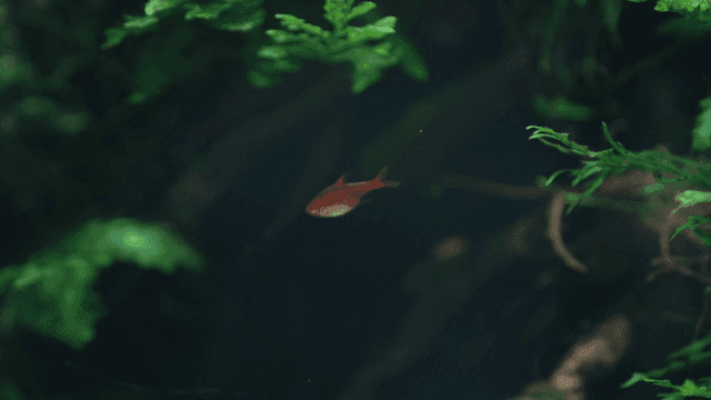 Small red fish swimming in aquarium