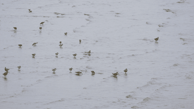 Birds wading in shallow water