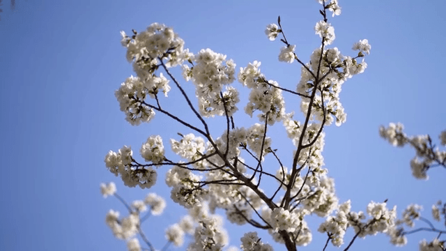 맑은 하늘 아래 피어난 벚꽃