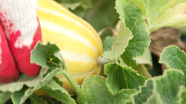 Hand Picking a Ripe Korean Melon among Green Leaves