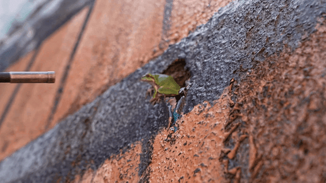 Small frog coming out of hole in wall and hand holding endoscope camera