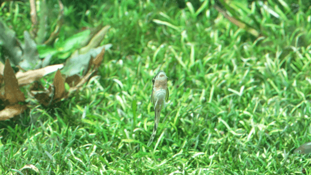 Small fish attached to fish tank