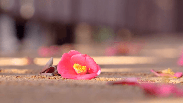 Fallen camellia flowers on the ground