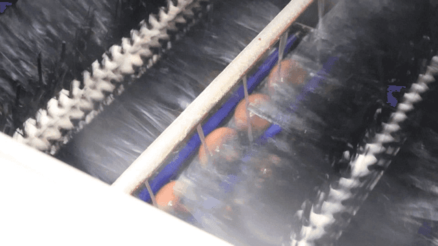 Eggs quickly cleaned with brush on factory conveyor belt