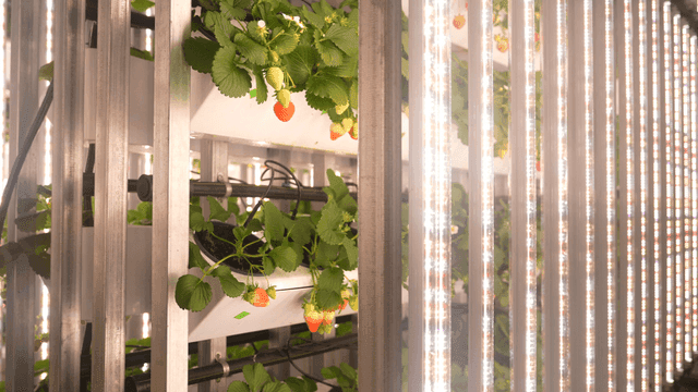 Strawberries growing in a vertical farm