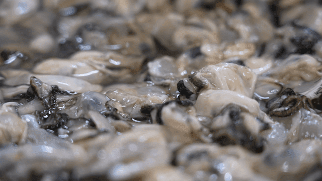 Fresh oysters in water